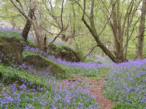 In Love With Bluebells Green Wood Britain Heaven Seasons Landscape