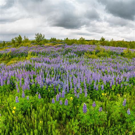 Beautiful Purple Lupin Nootka Meadows Field On Eastern Iceland Stock
