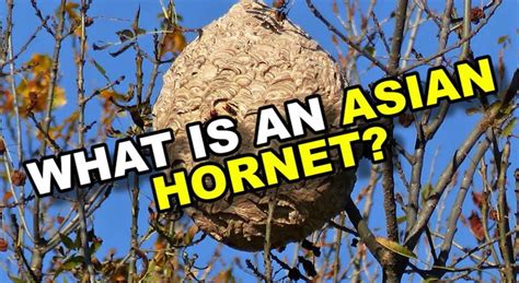 Asian Hornet Invasion Fears As More Spotted In Uk See Exactly Where They Ve Been Found
