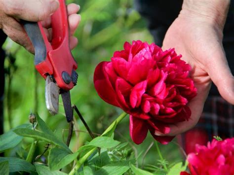 Do not water flowers overhead in the heat many thanks for your kind words barry and congratulations on being the first to comment. Pruning and Cutting Peonies | DIY