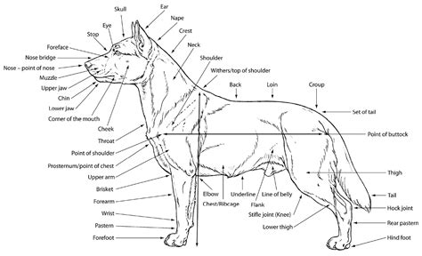 Female Dog Body Parts Labeled Cat New World Encyclopedia