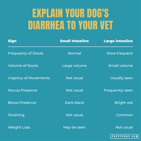 Uncovering The Causes Of Diarrhea In Dogs A Comprehensive Guide Dog