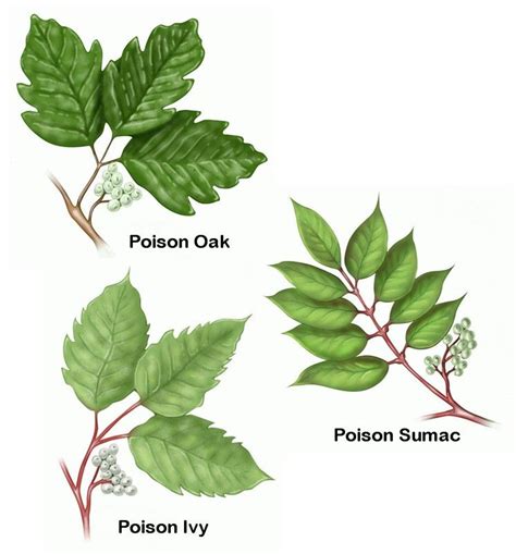 Learn To Recognise Poison Ivy Poison Oak And Poison Sumac Poison