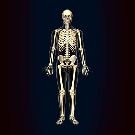 3d Illustration Of Human Body Skeleton Anatomy Stock Illustration