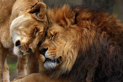 Lions In Love Photograph By Emmanuel Panagiotakis