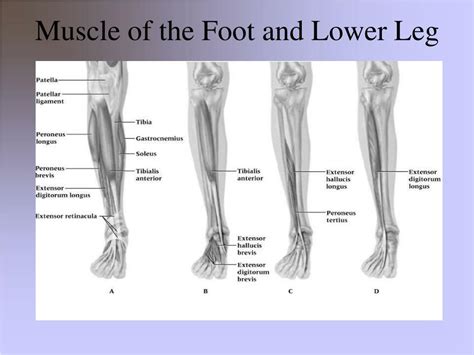 Specialists in orthotics and foot scanning technology. PPT - Chapter 14: The Foot PowerPoint Presentation - ID:163525