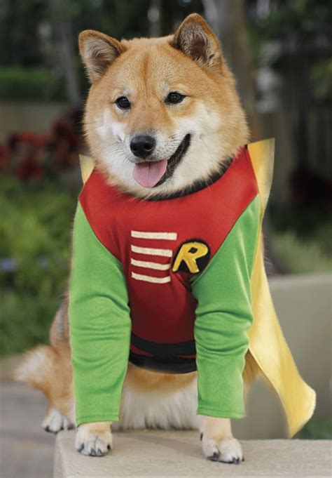 Best Costumes For Shiba Inus My First Shiba Inu