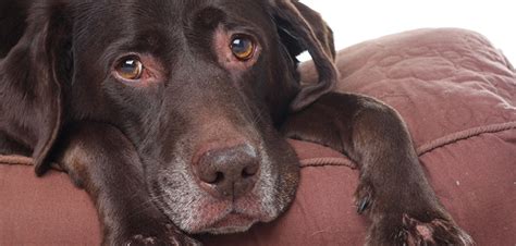 4 Ways To Comfort A Dog With Hives Tips You Need To Know