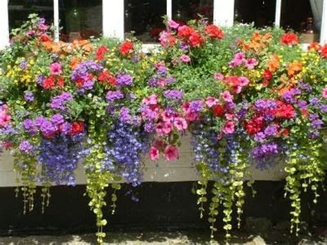 Best Flowers For Planter Boxes In Sun Flowering Window Box Ideas That