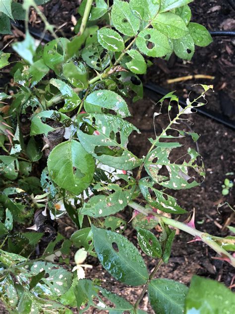 Rose Bushes With Holes In Leaves Garden Plant