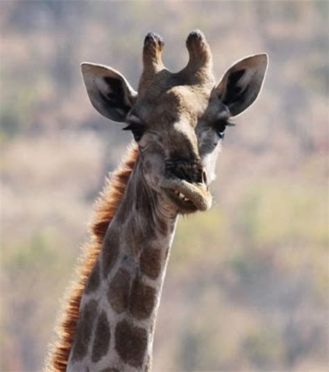 Iceland has almost eliminated down syndrome by aborting virtually 100 percent of fetuses that test what kind of society do you want to live in?: Die süßesten Tiere mit Downsyndrom! Das kleine Frettchen ...