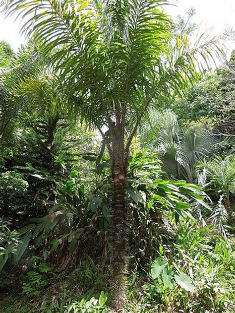 Astrocaryum Murumuru Palmpedia Palm Growers Guide