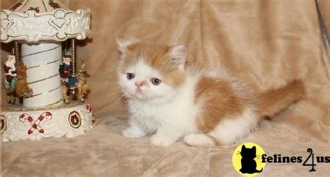 Pocket gift notebook for cat and kitty lovers. Munchkin Kitten for Sale: Munchkin kittens current on ...