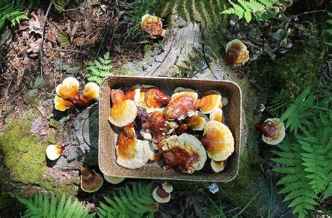 Diy Medicine Survival Food Tinctures Foraging Fungi Feast