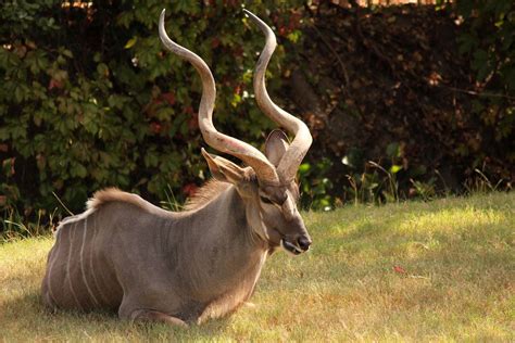 Horn Kudu African Animals African Animals Photography South African