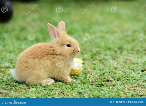 Little Rabbit To Walk In The Lawn Stock Photo Image Of Hand