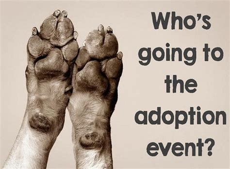 Usually known as the most difficult or most challenging part of adopting a pet, the adoption process is actually pretty easy once you get to know what to expect. Adoption Event @ Pet Supplies Plus in North Providence ...