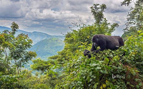 Ugandas Bwindi Impenetrable National Park Gorillas In The Wild