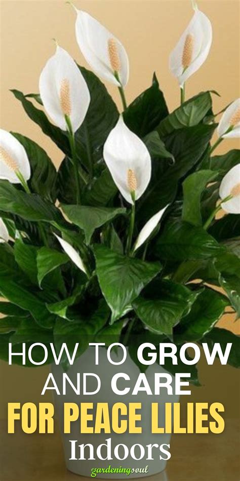 How To Grow And Care For Peace Lilies Indoors Peace Lily Plant Plant