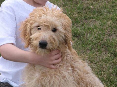 We are expecting two more litters this year. F1 & F1b MINI/TOY GOLDENDOODLES for Sale in Hancock ...