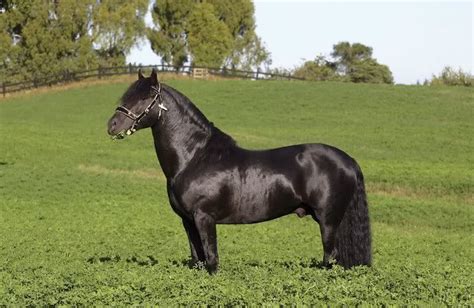 chilean corralero chile horse breeds    pinterest horse