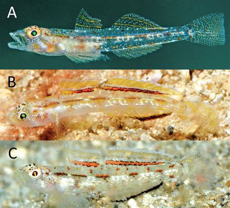 10 New Species Of Gobies For Nano Fish Fans Amazonas Magazine