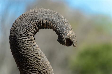 Maybe you would like to learn more about one of these? How Elephants Eat with Their Trunks | College of Sciences ...