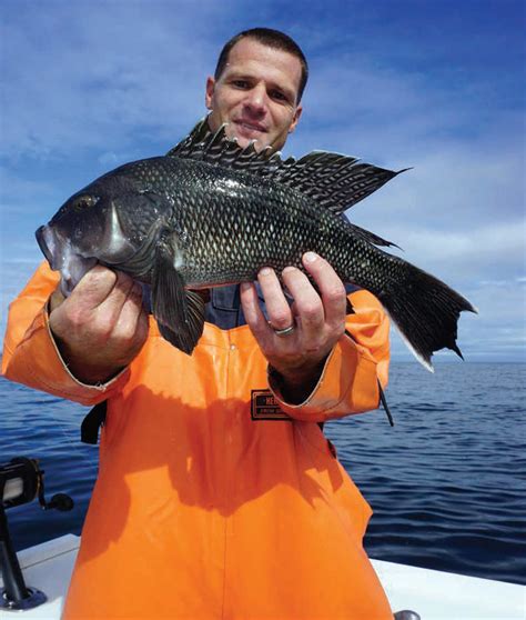 Counting Sea Bass By Hook And Line The Fisherman
