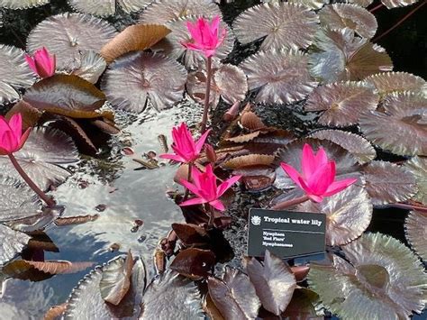 Photo Of The Entire Plant Of Tropical Night Blooming Water Lily