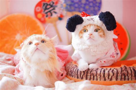 猫のお祭りは2月22日だけじゃない！？実はこんなにある日本の 猫まつり 10選｜オマツリジャパン｜あなたと祭りをつなげるメディア