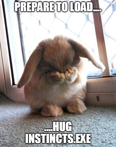 bunny hug instincts imgflip