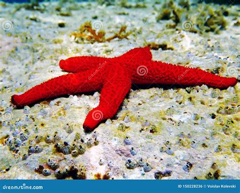 Mediterranean Red Sea Star Echinaster Sepositus Stock Photo Image