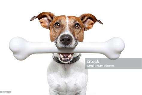 Dog With White Bone In His Mouth Stock Photo Download Image Now Dog