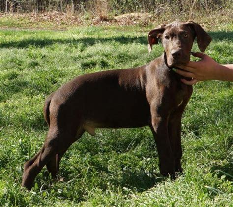 Find great dane puppies in canada | visit kijiji classifieds to buy, sell, or trade almost anything! AKC CHOCOLATE GREAT DANE MALE-BLUE CARRIER! PRICE REDUCED ...