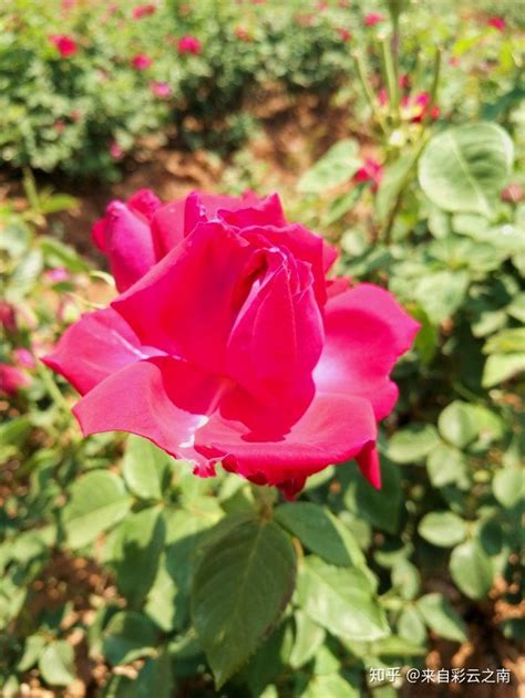 徜徉在昆明安宁八街万亩玫瑰花田，享受玫瑰芬芳之旅！ 知乎