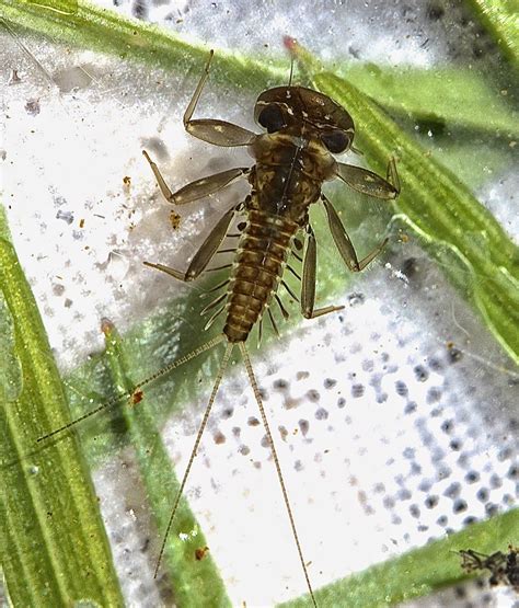 Aquatic Insects Of Central Virginia Leucrocuta Flatheaded Mayflies