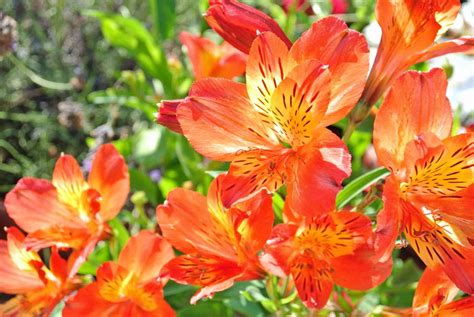 Types Of Orange Flowers Stunning Orange Flowering Plants Eathappyproject