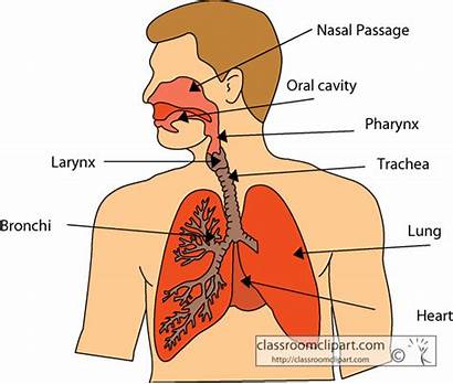 Respiratory System Diagram Anatomy Human 1218 Clipart