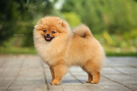 diana is the most gorgeous pomeranian you will ever meet pomeranian breeders pomeranian facts