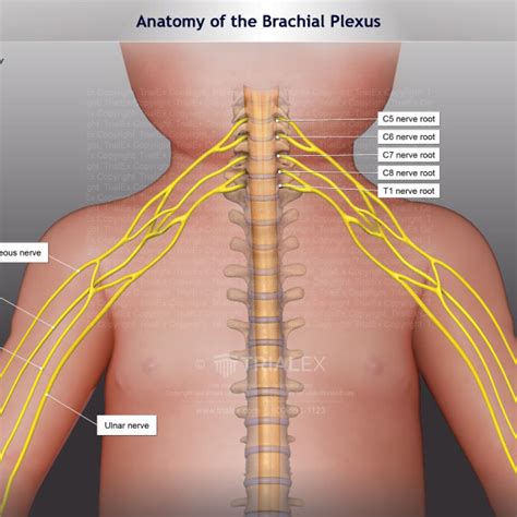 Brachial Plexus Anatomy Video Trial Image Inc My XXX Hot Girl