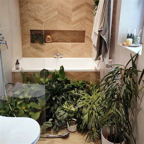 10 Best Bathroom Plants No Light Plants Craze