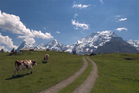 4k 5k Jungfrau Mountains Cow Switzerland Grasslands Grass Trail