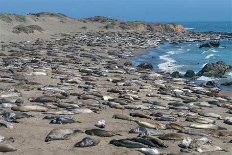 Elephant Seals On Beach San Simeon Photograph By Zandria Muench