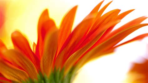 Orange Color Flower Hd Wallpapers Best Flower Site