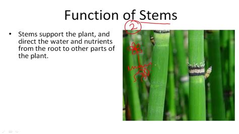 Function Of Stems Youtube