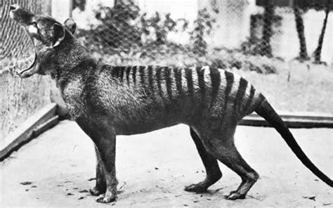 Secrets From Beyond Extinction The Tasmanian Tiger Museums Victoria