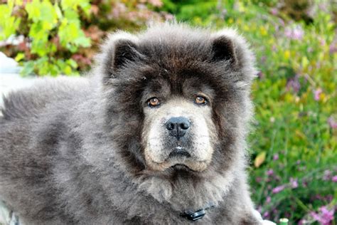 Free Images Sweet Cute Vertebrate Curious Chow Chow Dog Breed