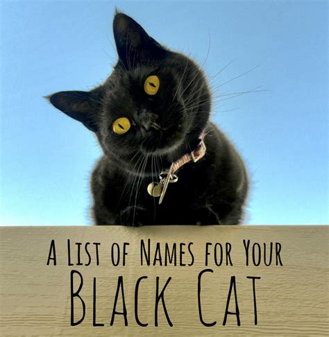 250 Cool Unique And Creative Names For Your Black Cat Pethelpful
