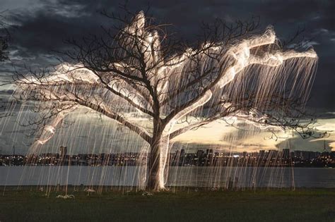 Trees In Light Painting By Photographer Vitor Schietti Design Swan
