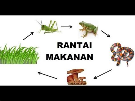 Adapun alur dari rantai makanan detritus dapat dilihat pada gambar berikut : RANTAI MAKANAN - YouTube
